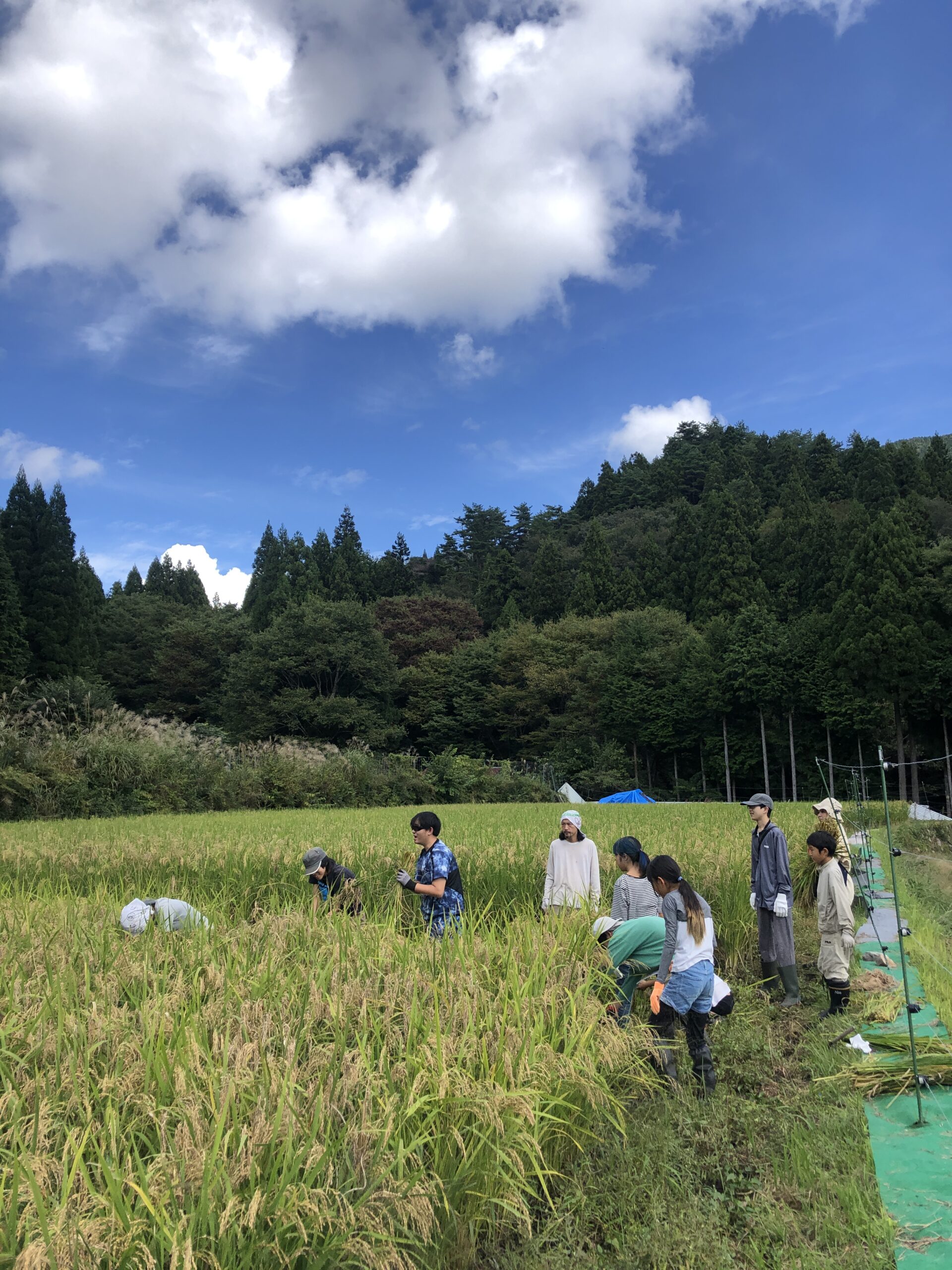お休み学園の田んぼプロジェクト〜稲刈り編〜